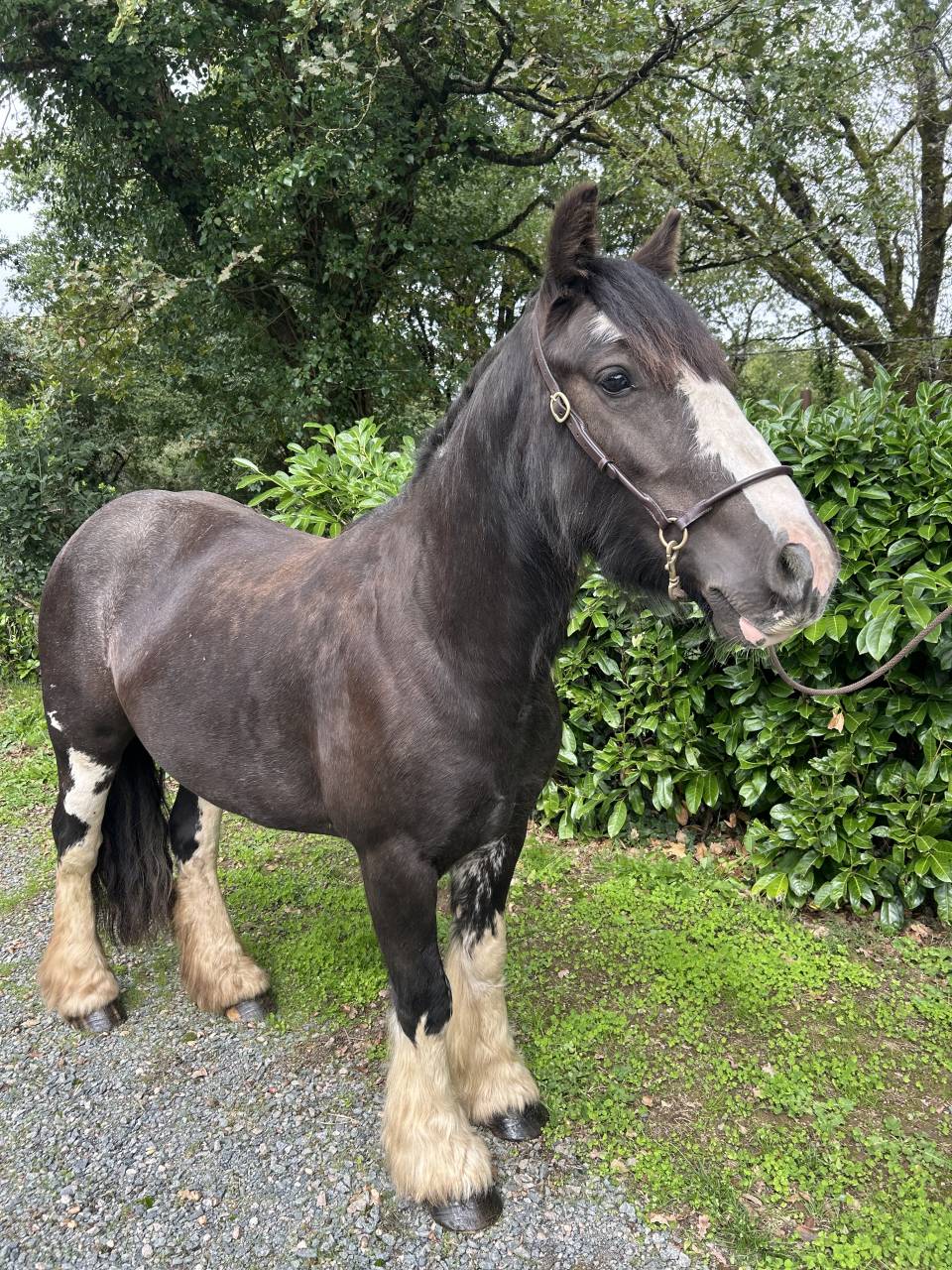 Mare No Origin Recorded For sale 2021 Black