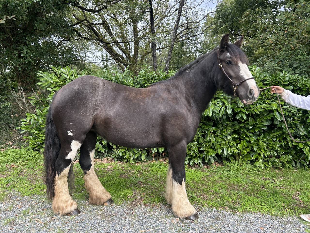 Mare No Origin Recorded For sale 2021 Black