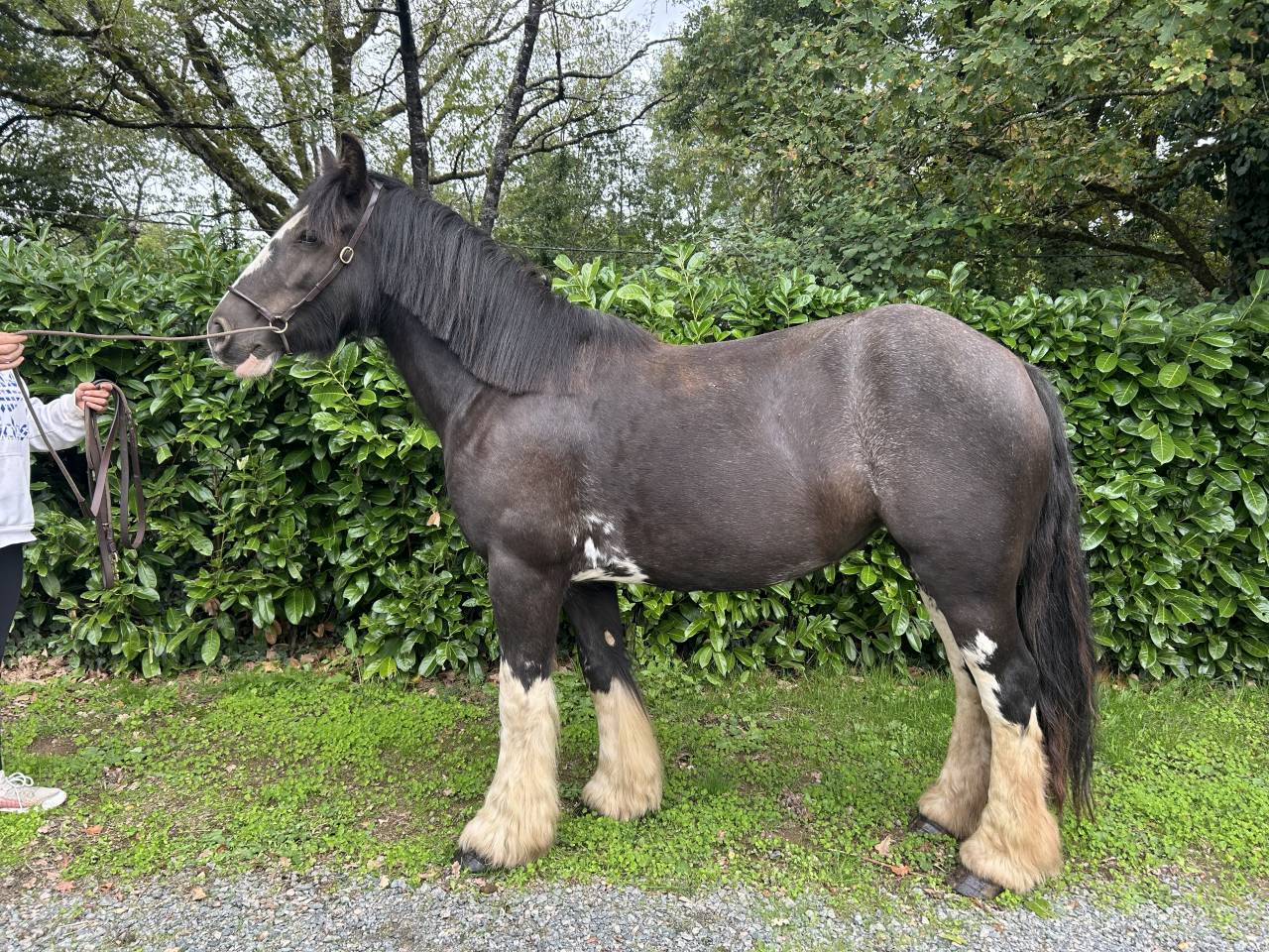 Mare No Origin Recorded For sale 2021 Black