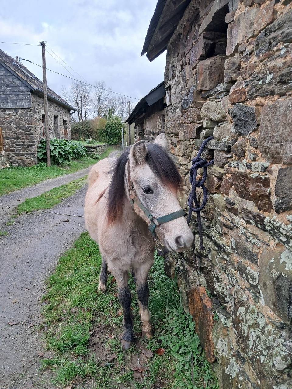 Filly Welsh Pony (Section B) For sale 2024 Grey