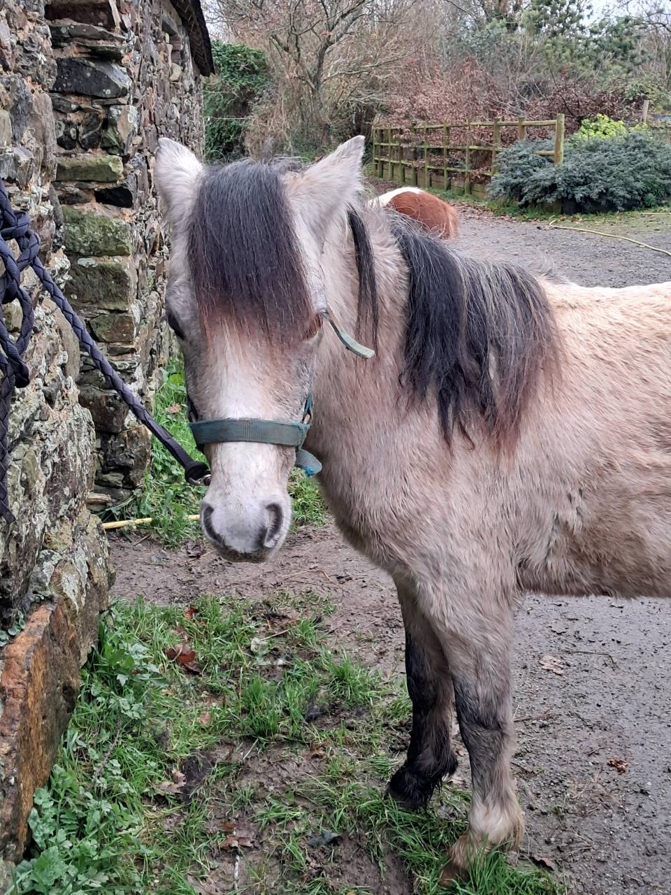 Filly Welsh Pony (Section B) For sale 2024 Grey