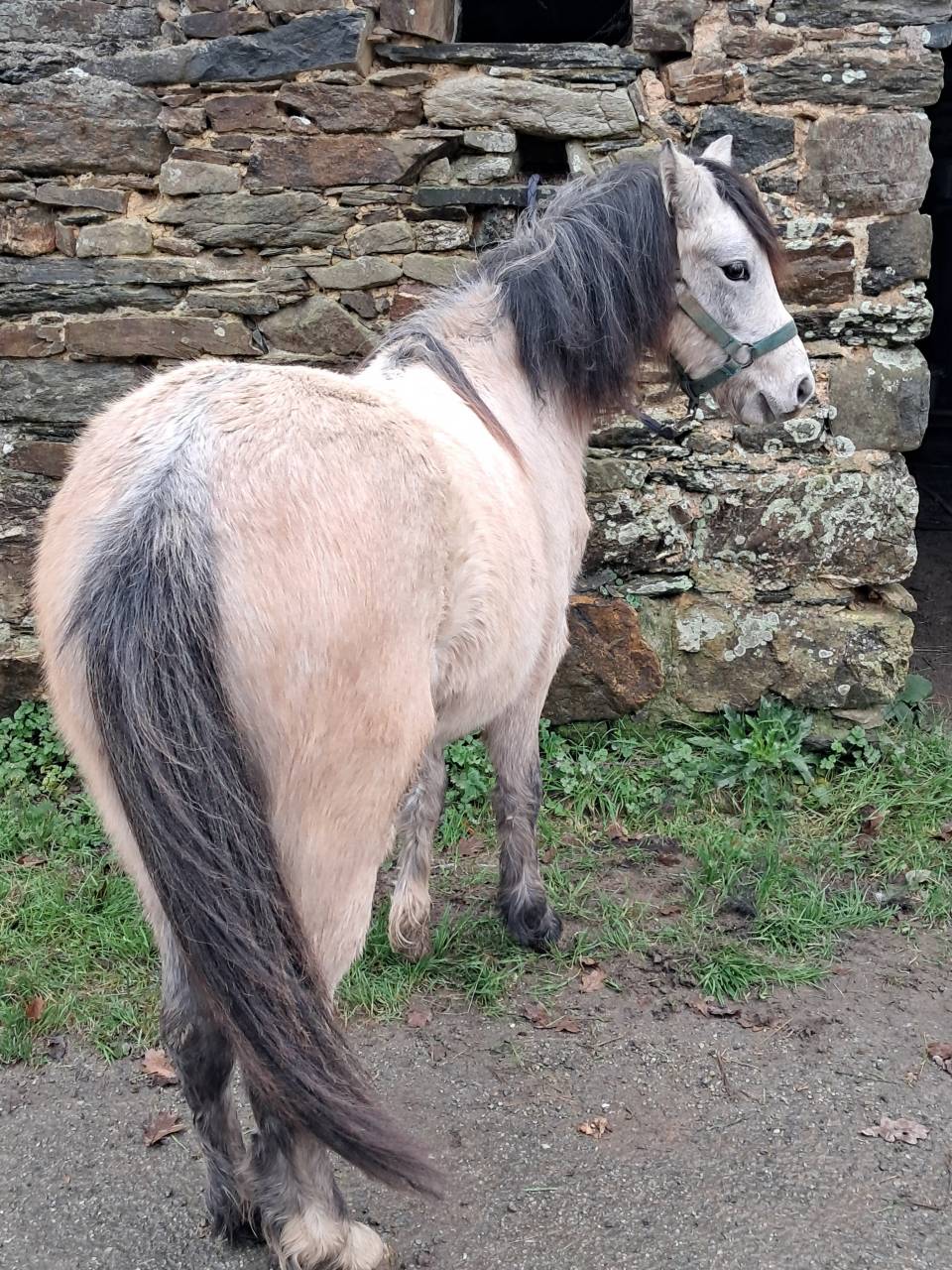 Filly Welsh Pony (Section B) For sale 2024 Grey