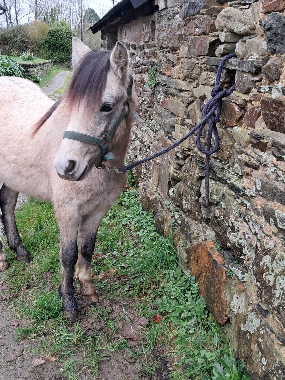 Filly Welsh Pony (Section B) For sale 2024 Grey