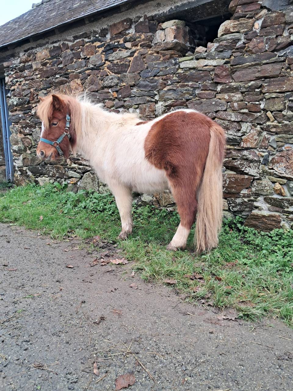 Gelding Shetland Pony For sale 2024 Tovero