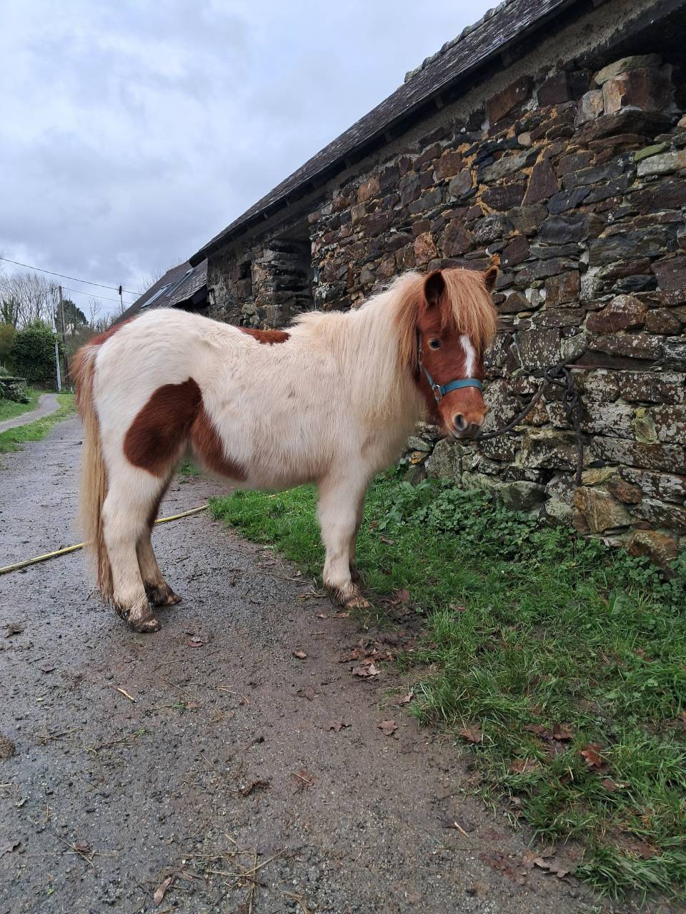 Gelding Shetland Pony For sale 2024 Tovero