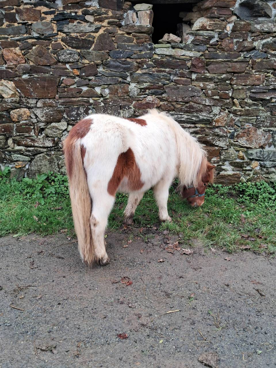 Gelding Shetland Pony For sale 2024 Tovero