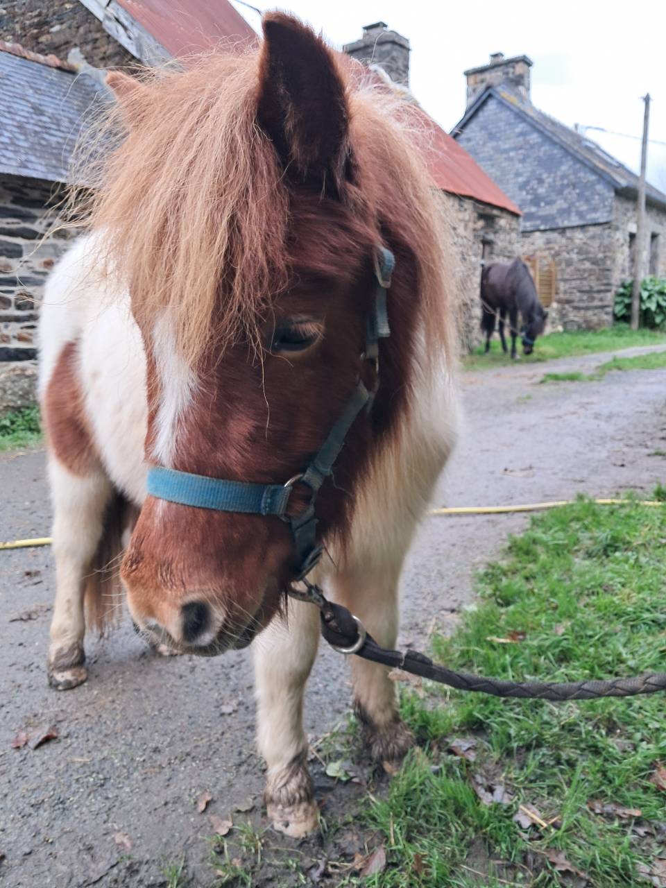 Gelding Shetland Pony For sale 2024 Tovero