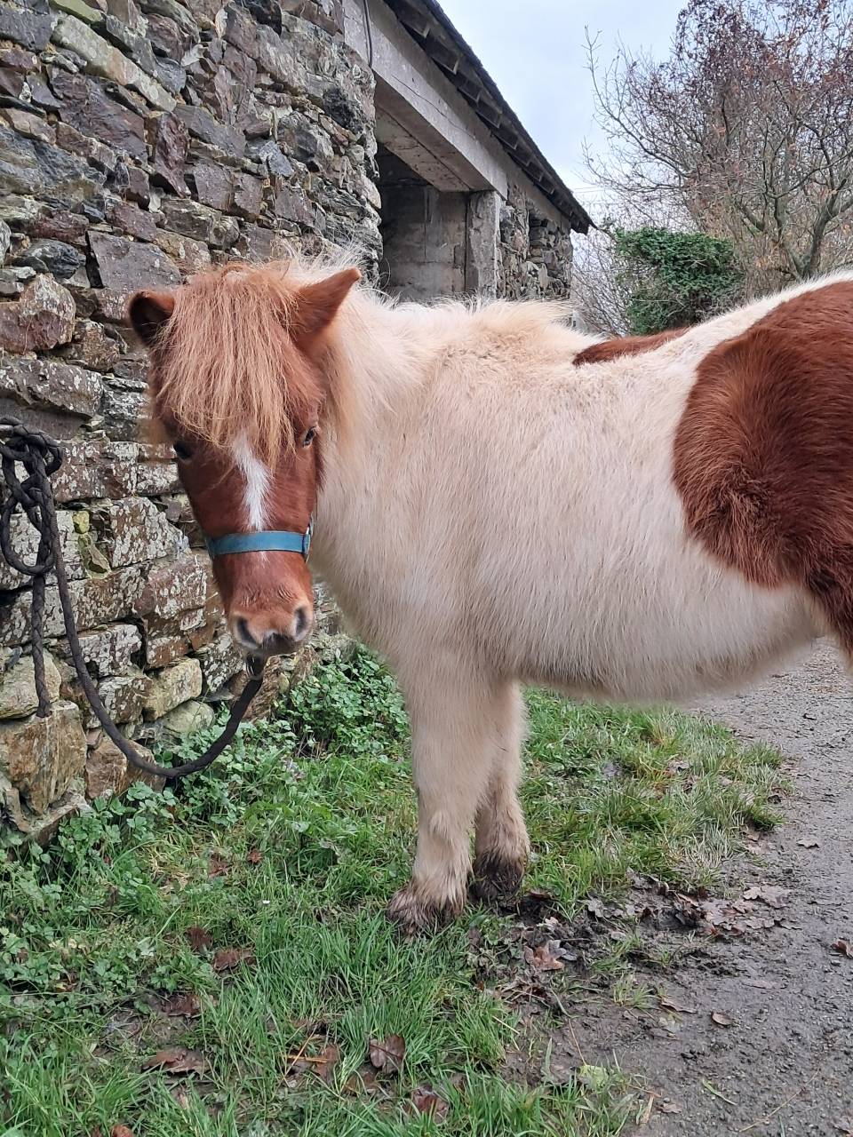 Gelding Shetland Pony For sale 2024 Tovero