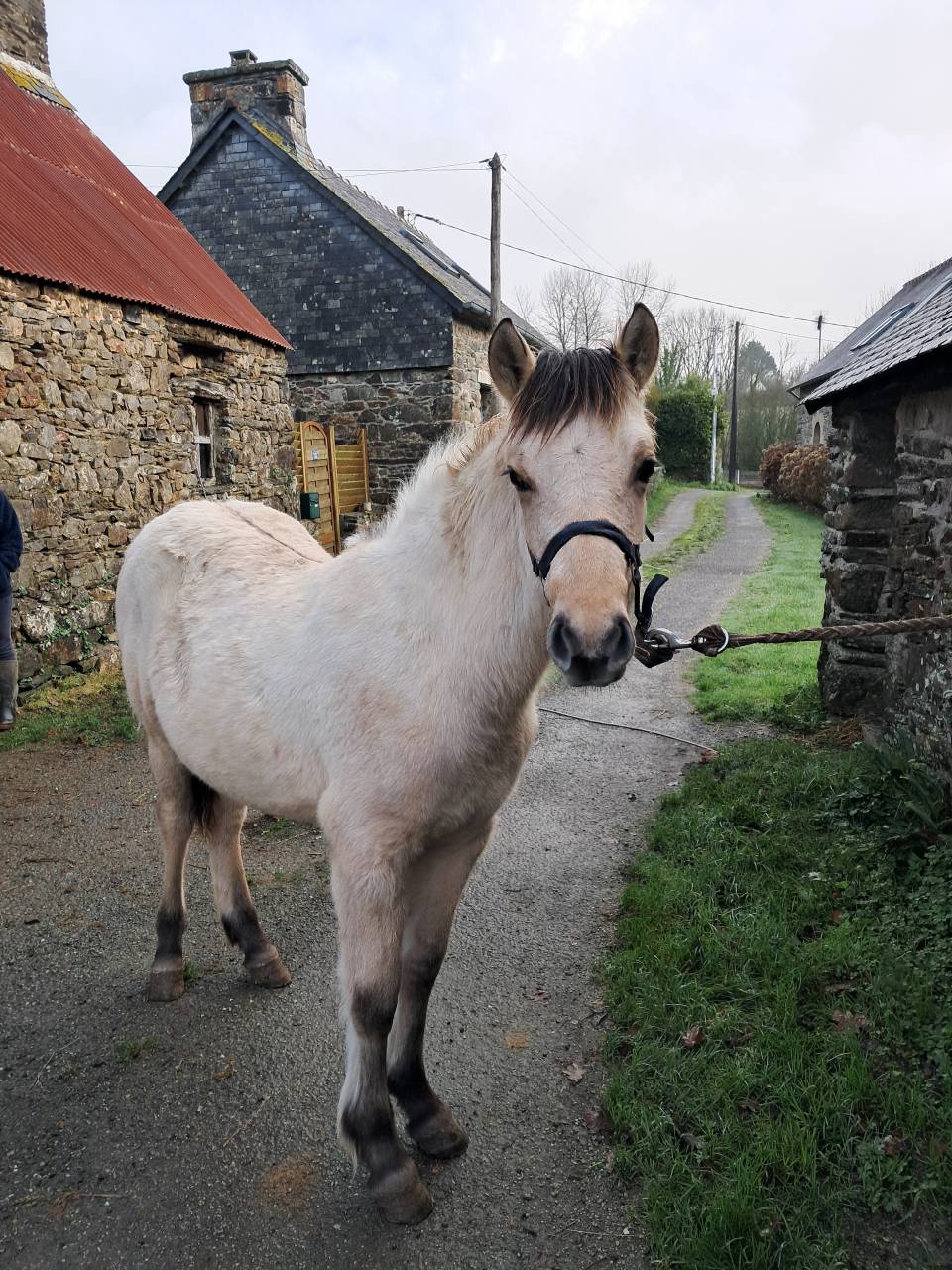 Filly Connemara For sale 2025 Buckskin