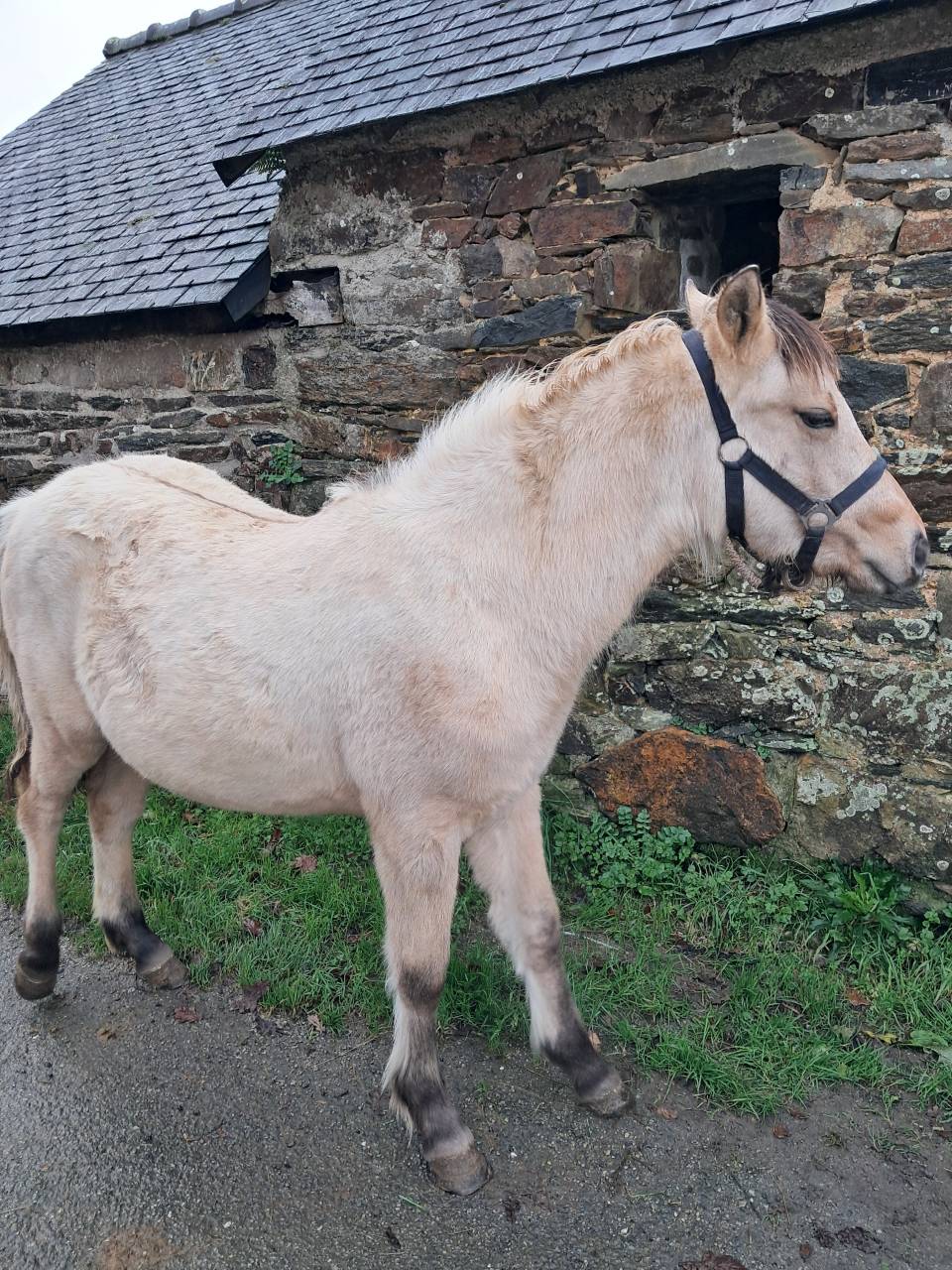 Filly Connemara For sale 2025 Buckskin