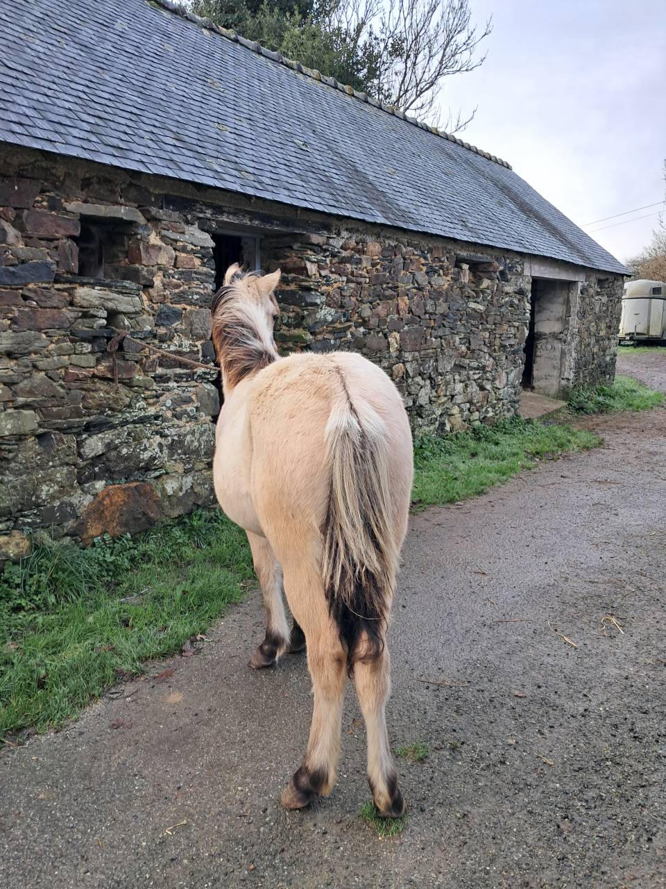 Filly Connemara For sale 2025 Buckskin