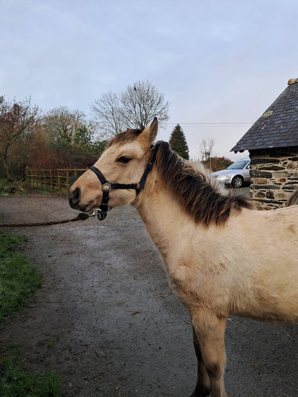 Filly Connemara For sale 2025 Buckskin