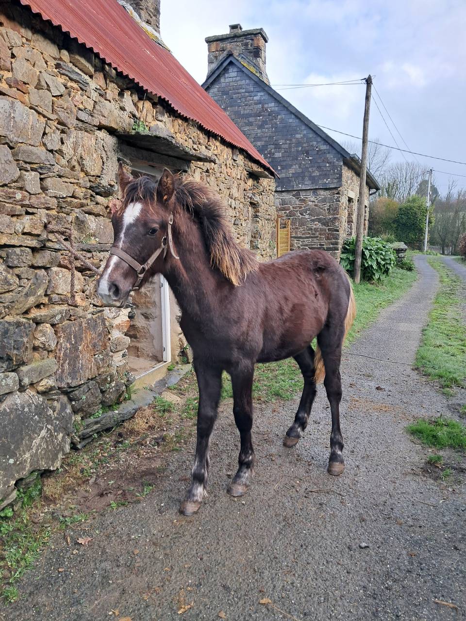 Colt Connemara For sale 2025 Liver chestnut