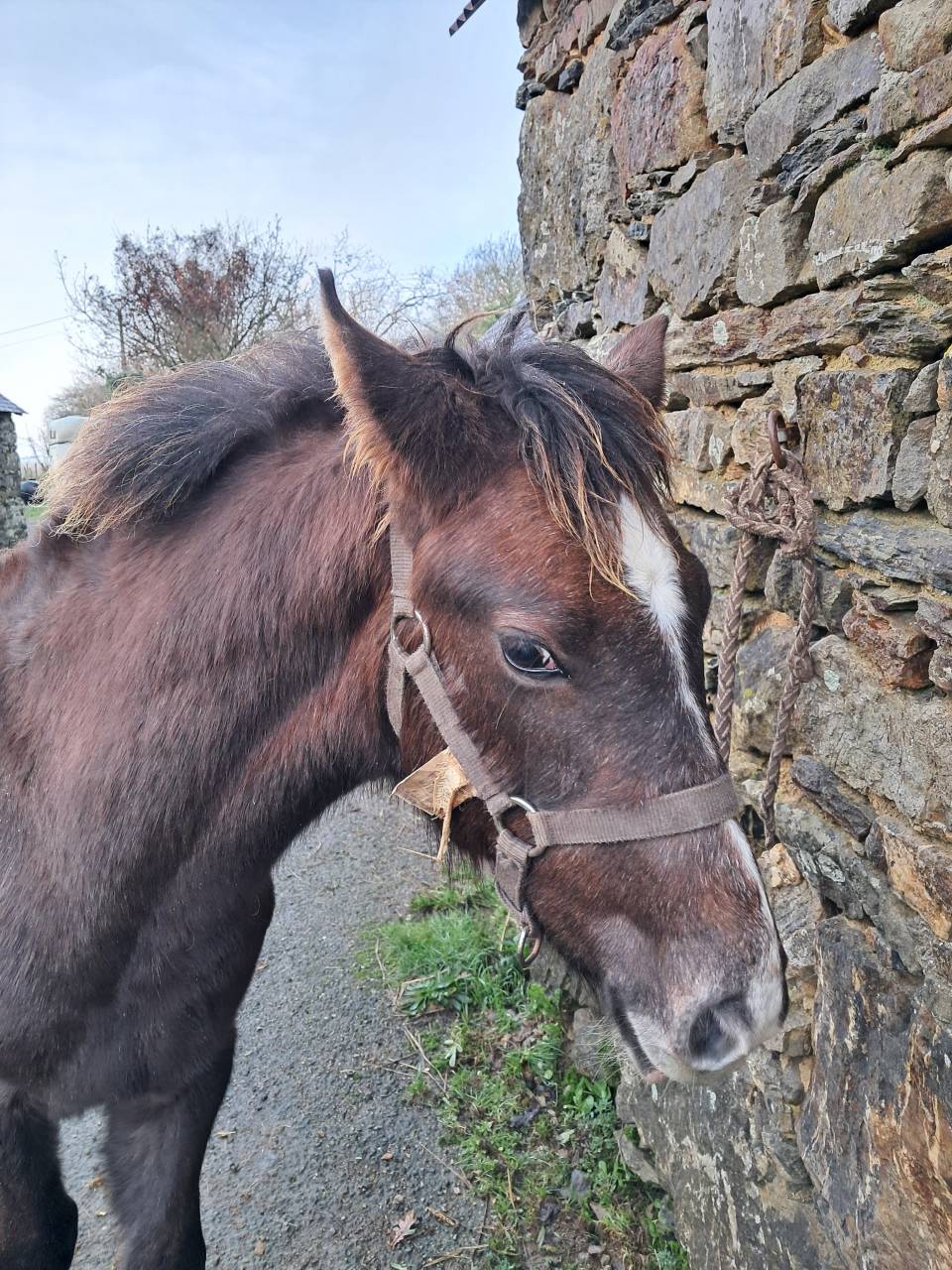 Colt Connemara For sale 2025 Liver chestnut