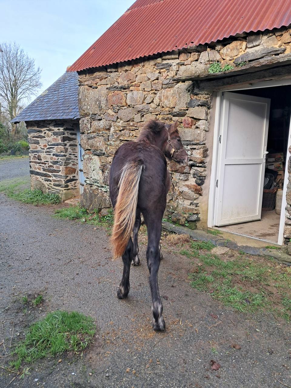 Colt Connemara For sale 2025 Liver chestnut