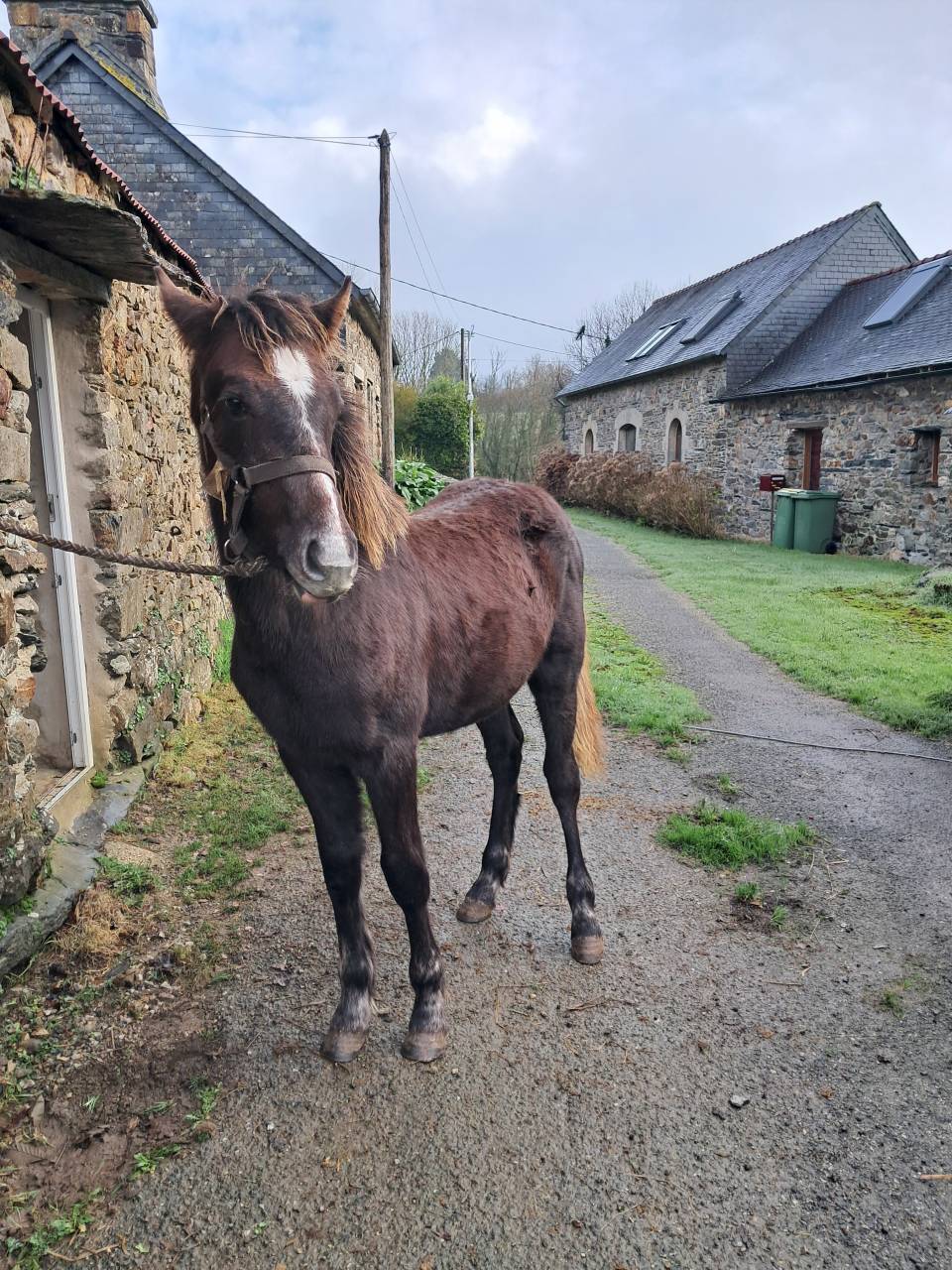 Colt Connemara For sale 2025 Liver chestnut