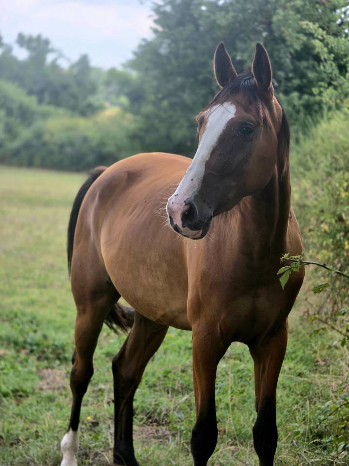 Mare French Trotter For sale 2022 Bay