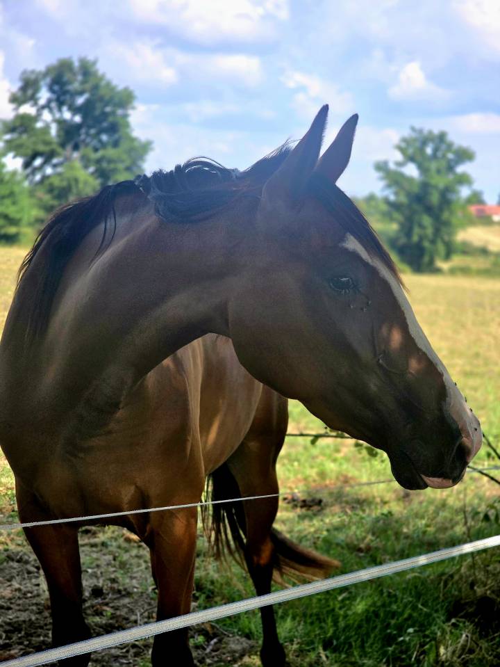 Mare French Trotter For sale 2022 Bay