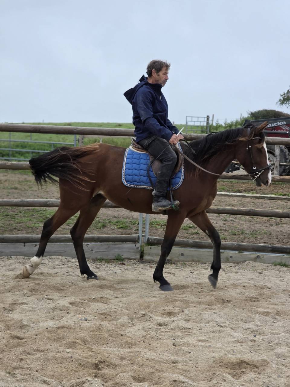Mare French Trotter For sale 2022 Bay