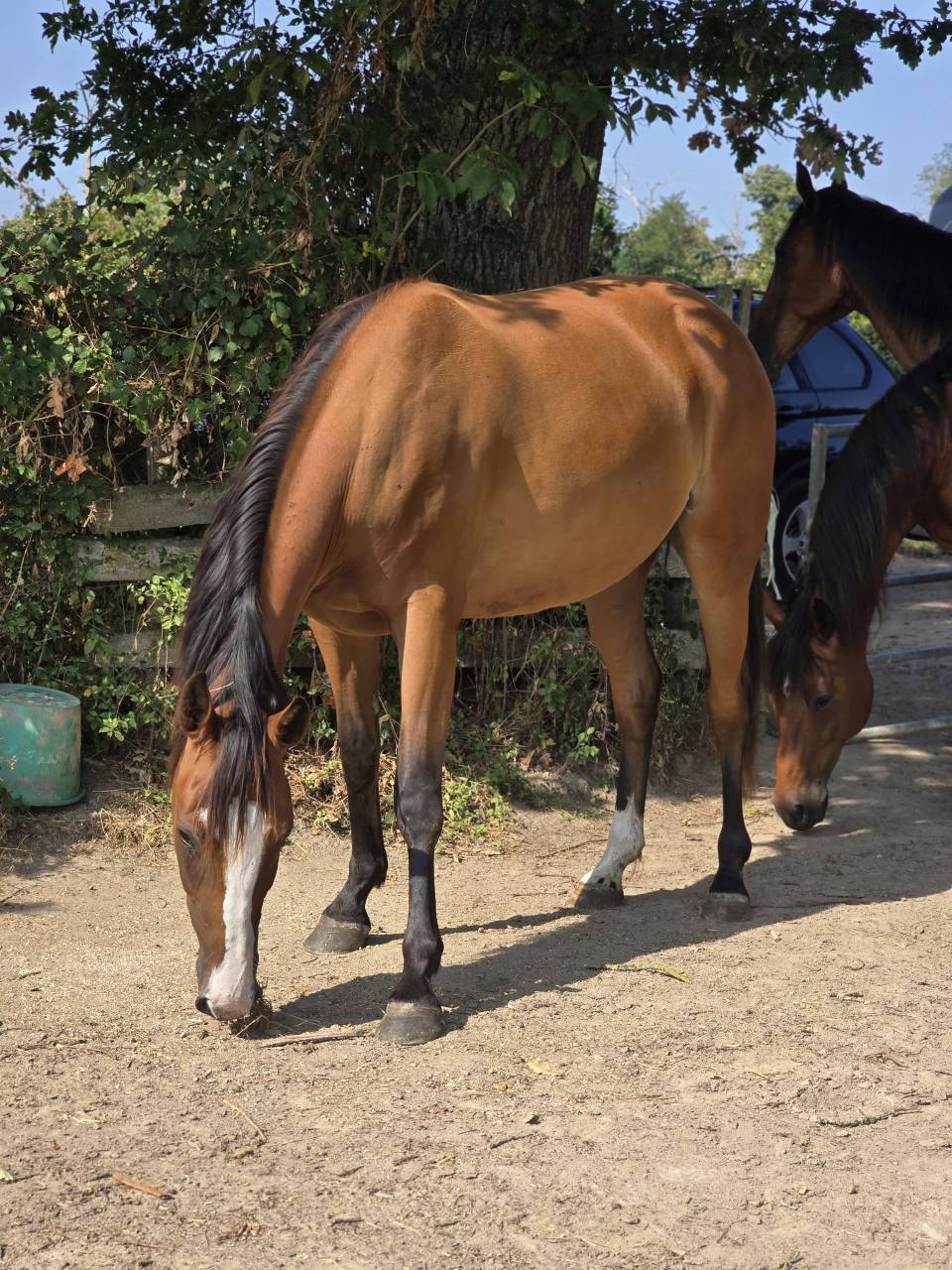 Mare French Trotter For sale 2022 Bay