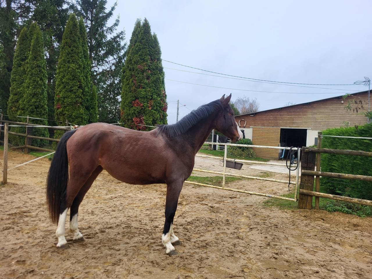 Filly Zangersheide For sale 2023 Bay