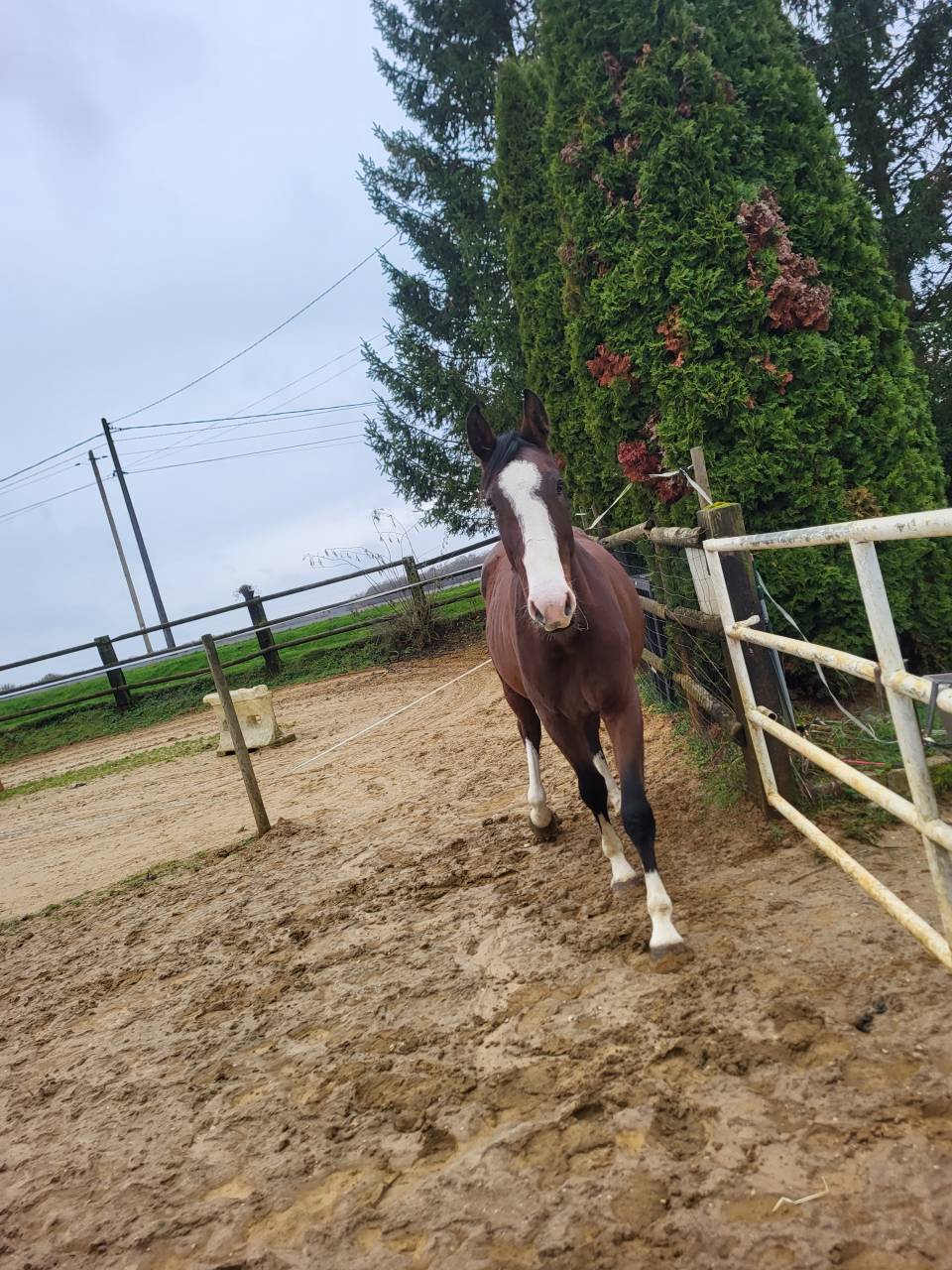Filly Zangersheide For sale 2023 Bay