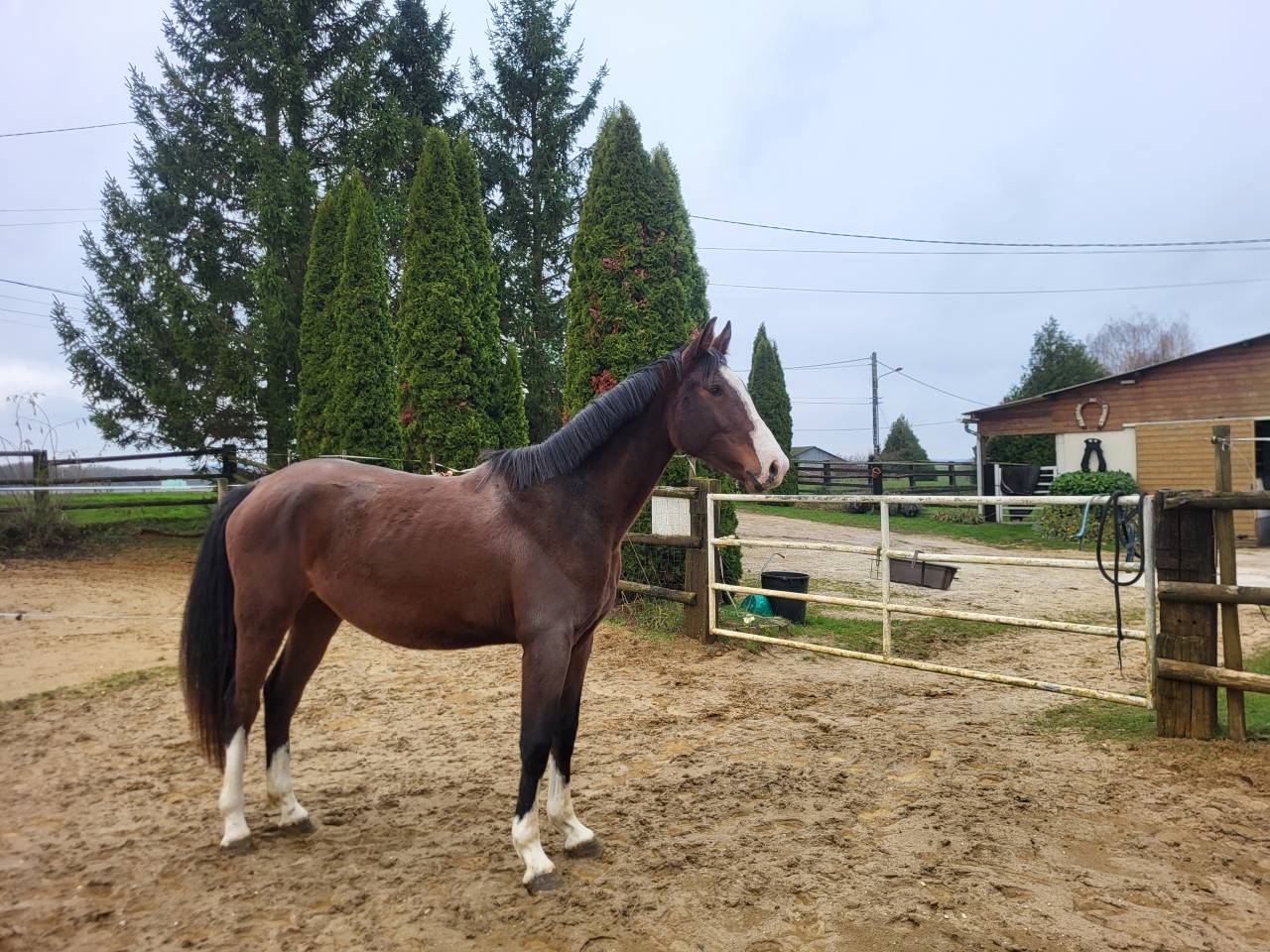 Filly Zangersheide For sale 2023 Bay