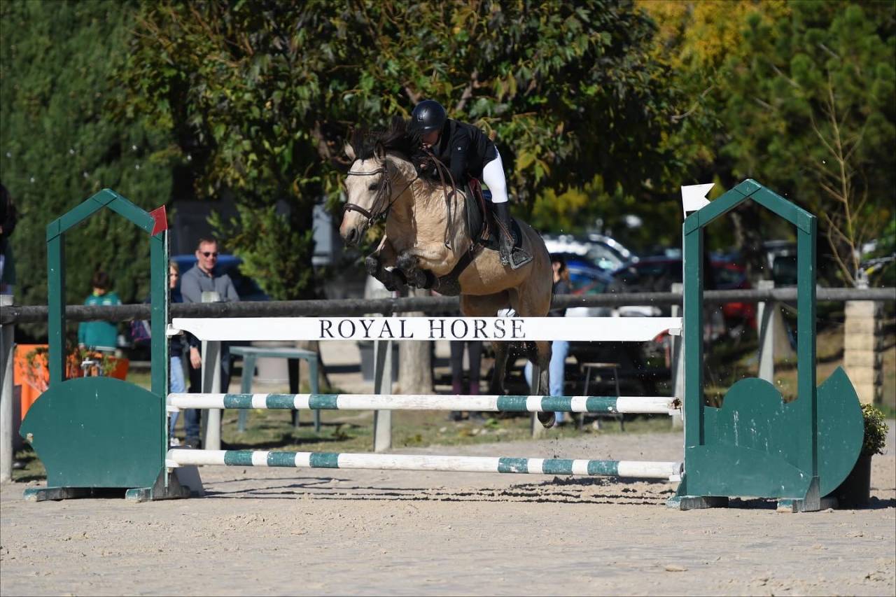 Mare Connemara For sale 2018 Buckskin