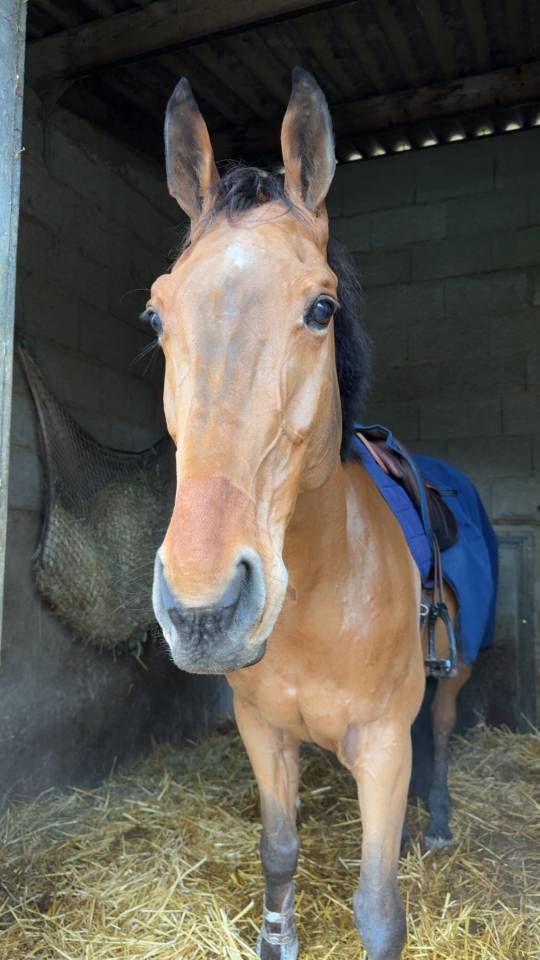 Gelding Selle Fran&ccedil;ais For sale 2015 Bay