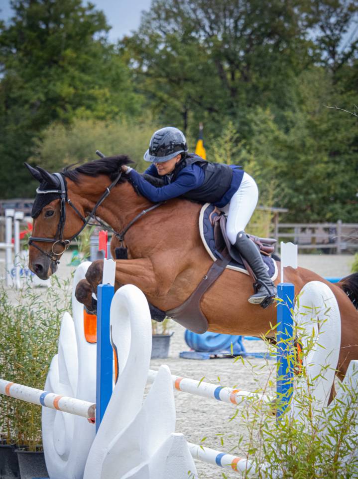 Gelding Selle Fran&ccedil;ais For sale 2015 Bay