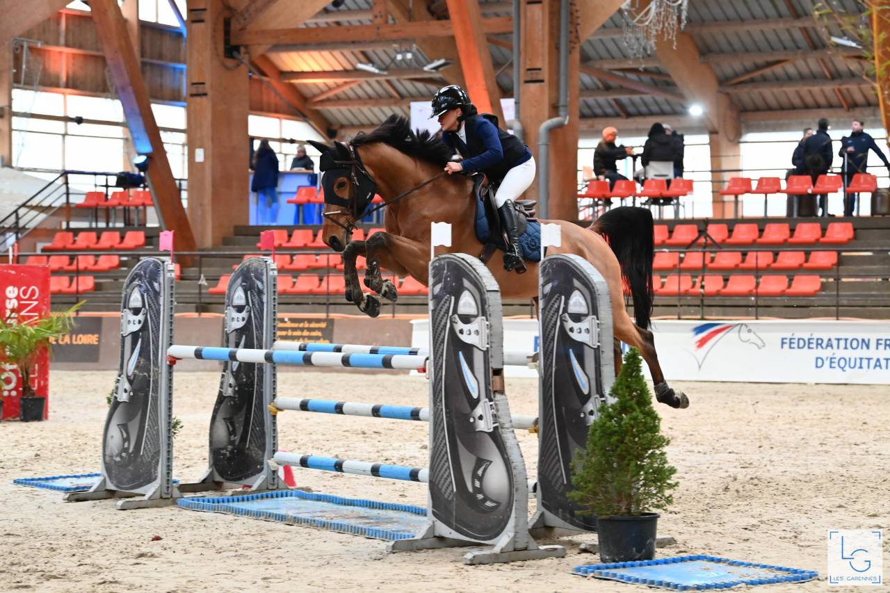 Gelding Selle Fran&ccedil;ais For sale 2015 Bay