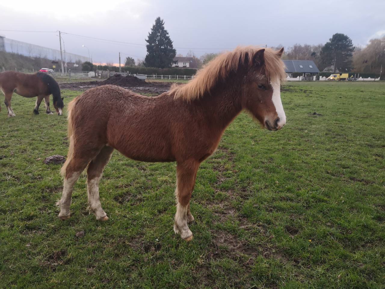 Filly Welsh Pony (Section A) For sale 2025 Chesnut