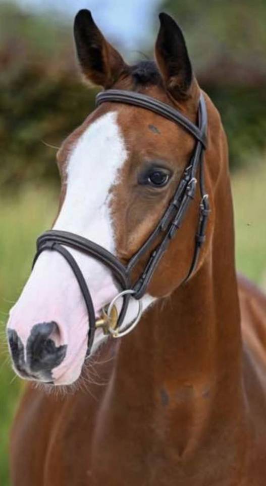 Mare BWP Belgian Warmblood For sale 2022 Bay