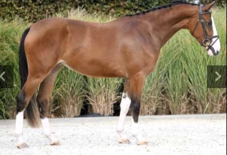 Mare BWP Belgian Warmblood For sale 2022 Bay