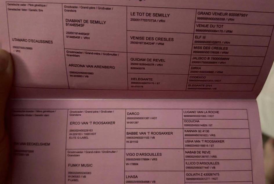 Mare BWP Belgian Warmblood For sale 2022 Bay