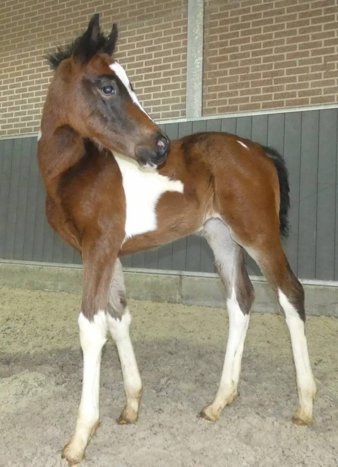 Mare Belgian Riding Pony For sale 2022 Coloured