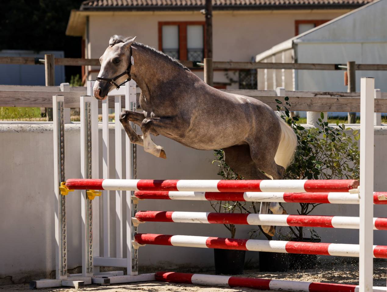 Mare Welsh Pony (Section B) For sale 2023 Grey