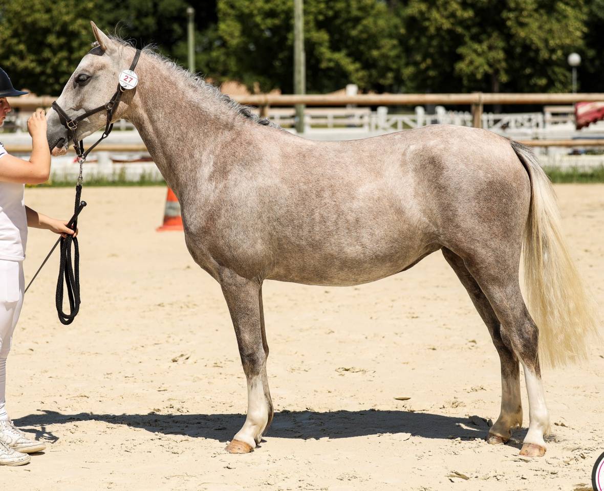 Mare Welsh Pony (Section B) For sale 2023 Grey