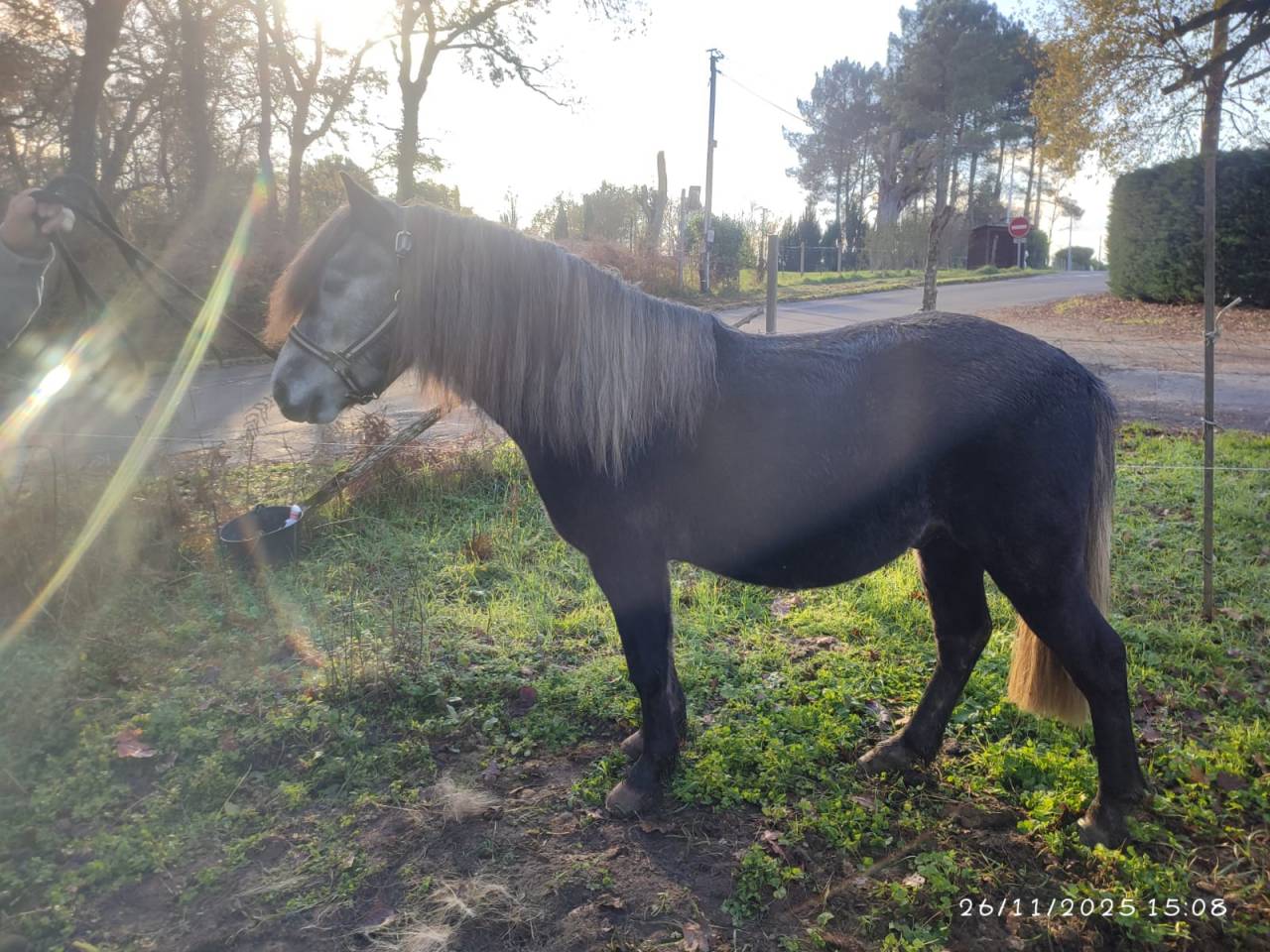 Entire Dartmoor For sale 2022 Grey