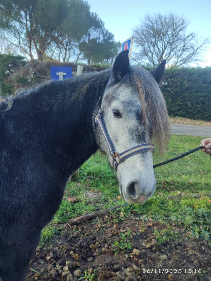 Entire Dartmoor For sale 2022 Grey