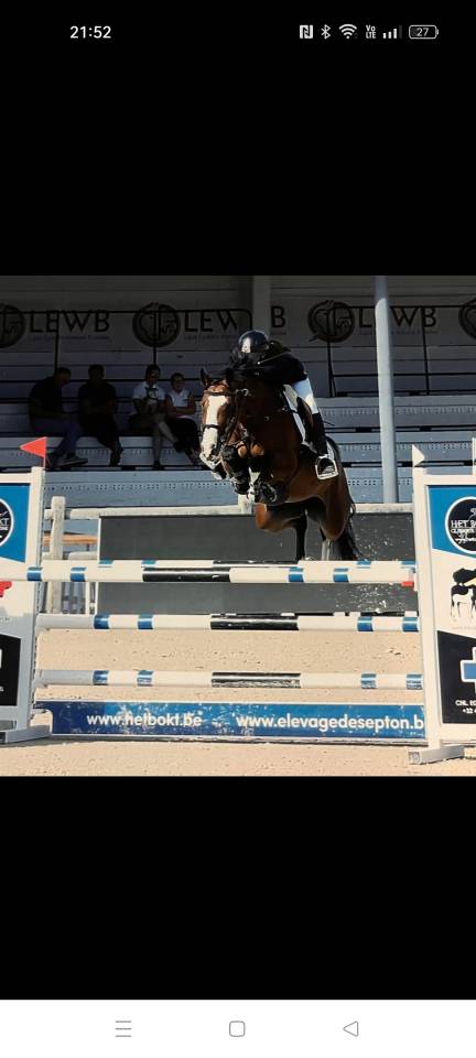 Gelding Zangersheide For sale 2016 Bay