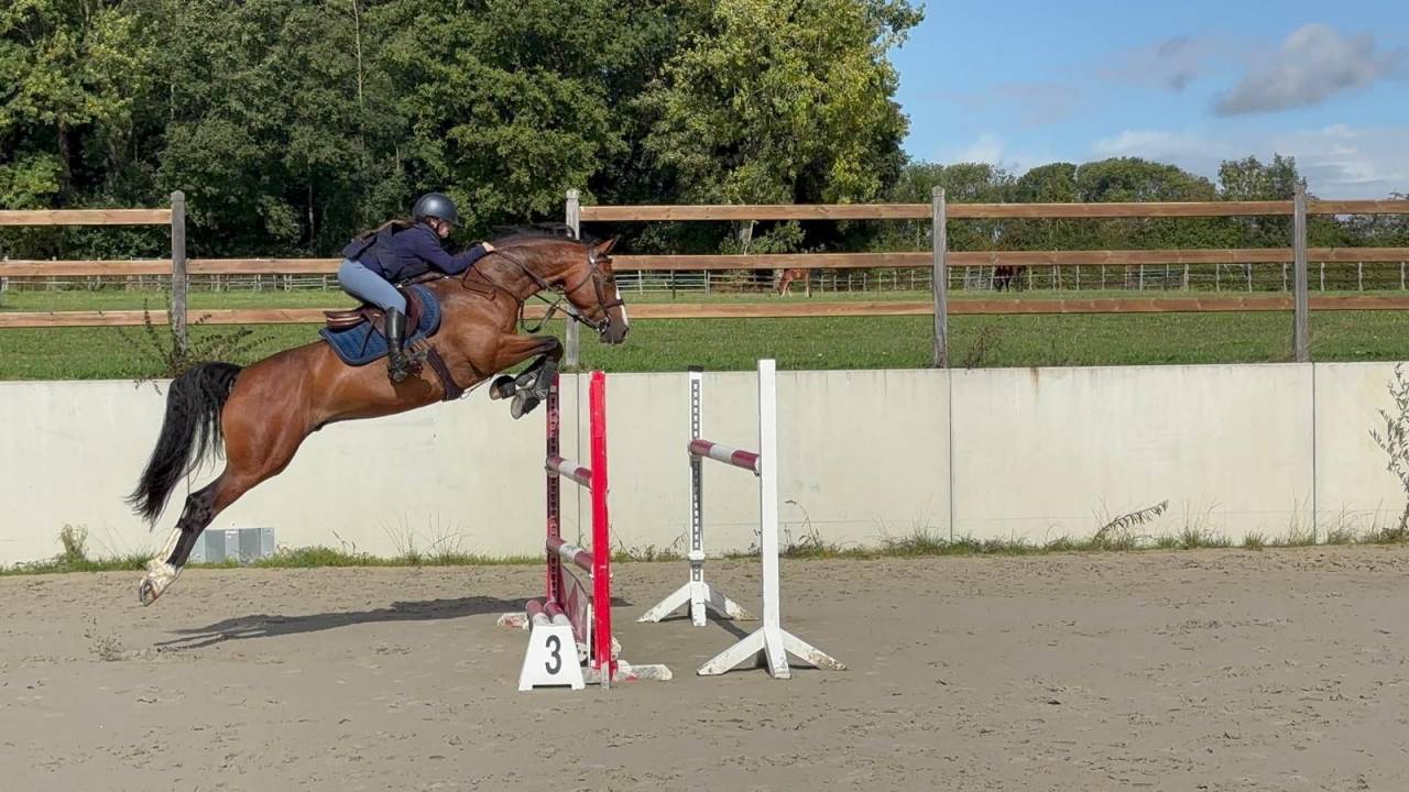 Gelding Zangersheide For sale 2016 Bay