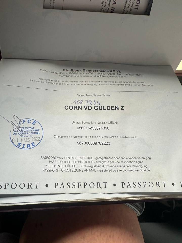 Gelding Zangersheide For sale 2016 Bay