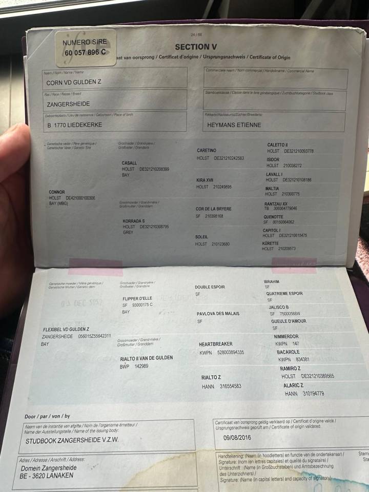 Gelding Zangersheide For sale 2016 Bay