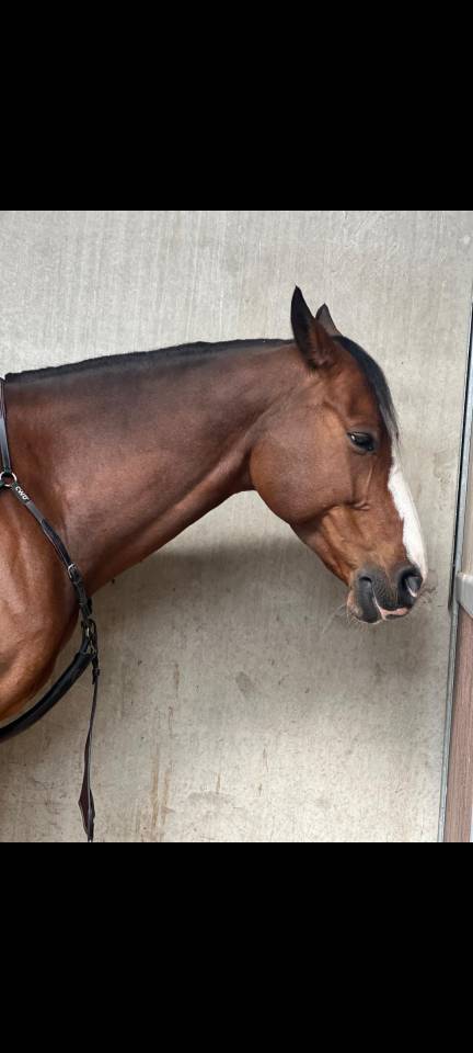 Gelding Zangersheide For sale 2016 Bay