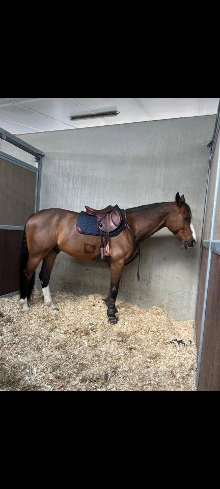 Gelding Zangersheide For sale 2016 Bay