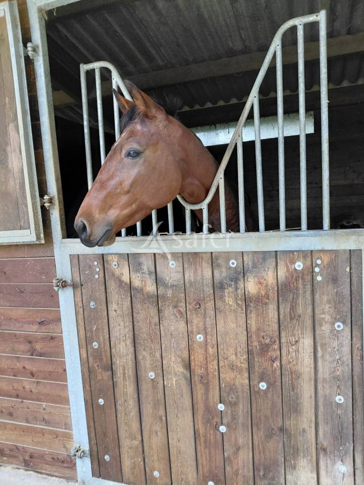 Equestrian property  Charente-Maritime