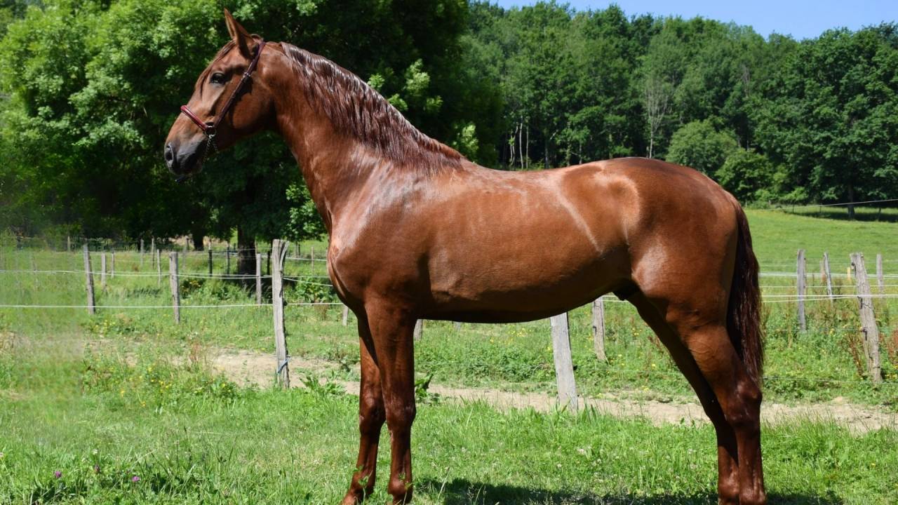 Entire PRE Pure Spanish Bred For sale 2022 Chesnut