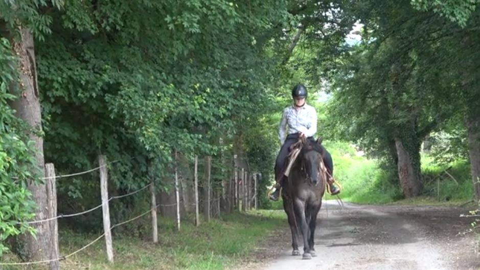 Mare Quarter For sale 2020 Grullo