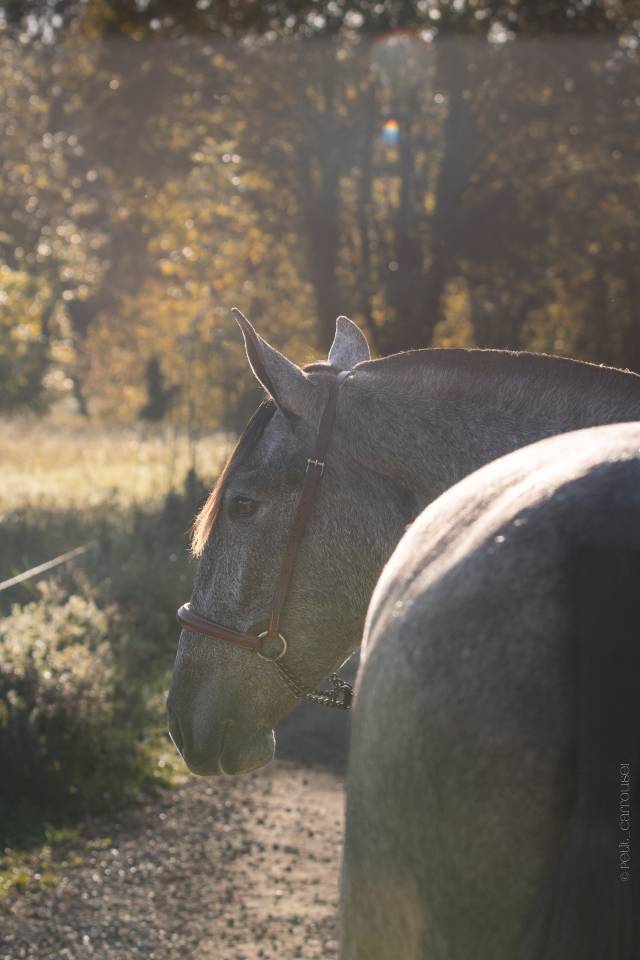 Mare PRE Pure Spanish Bred For sale 2022 Grey